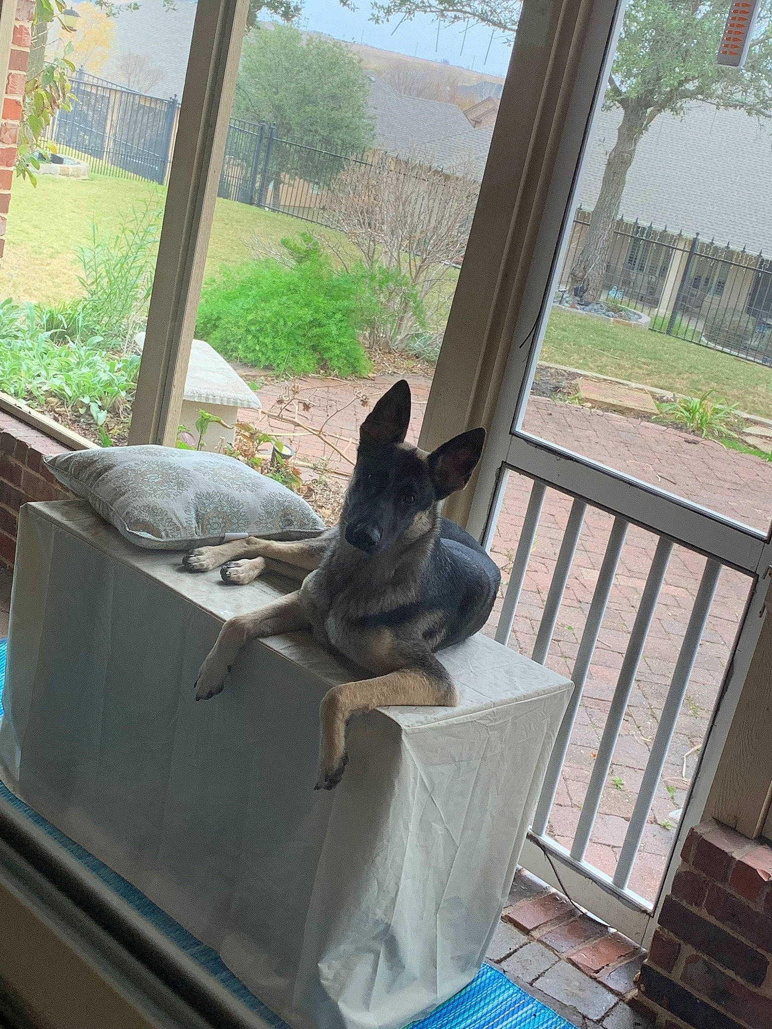 Luka is registered to the contest to win money with this photo: automotive_window_part, comfort, daylighting, dog, fawn, felidae, glass, hardwood, home, interior_design, plant, room, shade, tail, terrestrial_animal, tree, window, window_treatment, windshield, wood