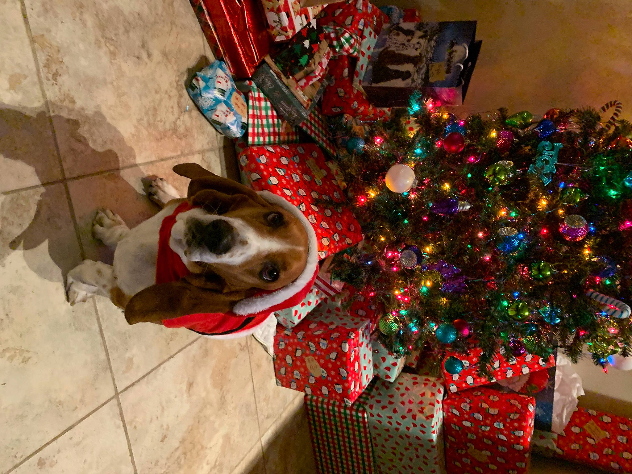 Dudley is registered to the contest to win money with this photo: carnivore, christmas_decoration, christmas_eve, christmas_ornament, christmas_tree, collar, companion_dog, dog, dog_breed, dog_supply, event, fawn, flooring, holiday, holiday_ornament, interior_design, ornament, party_supply, tree, wood