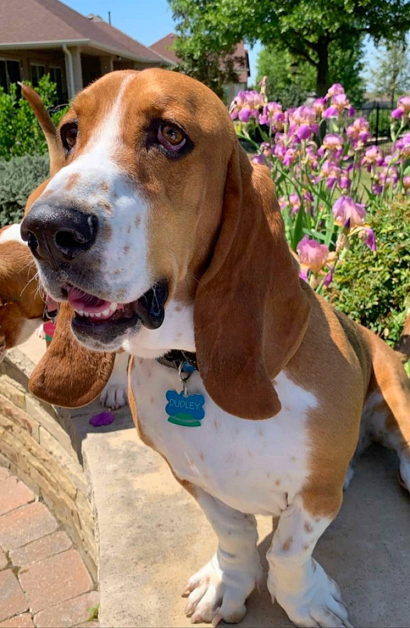 Dudley joined the competition — help win amazing prizes! carnivore, collar, companion_dog, dog, dog_breed, dog_collar, dog_supply, fawn, flower, hound, leash, liver, mammal, pet_supply, plant, sky, snout, sporting_group, vertebrate, working_animal