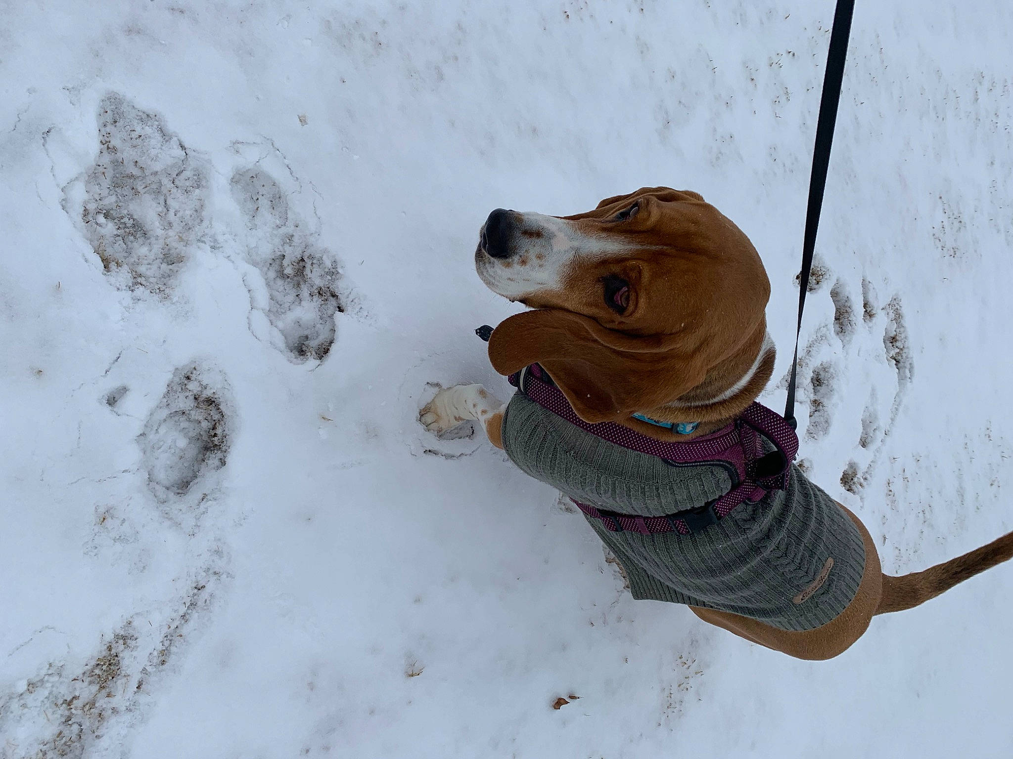 Dudley is registered to the contest to win money with this photo: adventure, boot, canidae, carnivore, dog, dog_breed, fawn, freezing, fur, leash, outdoor_shoe, recreation, rope, sitting, snout, snow, sporting_group, sunglasses, winter, wood