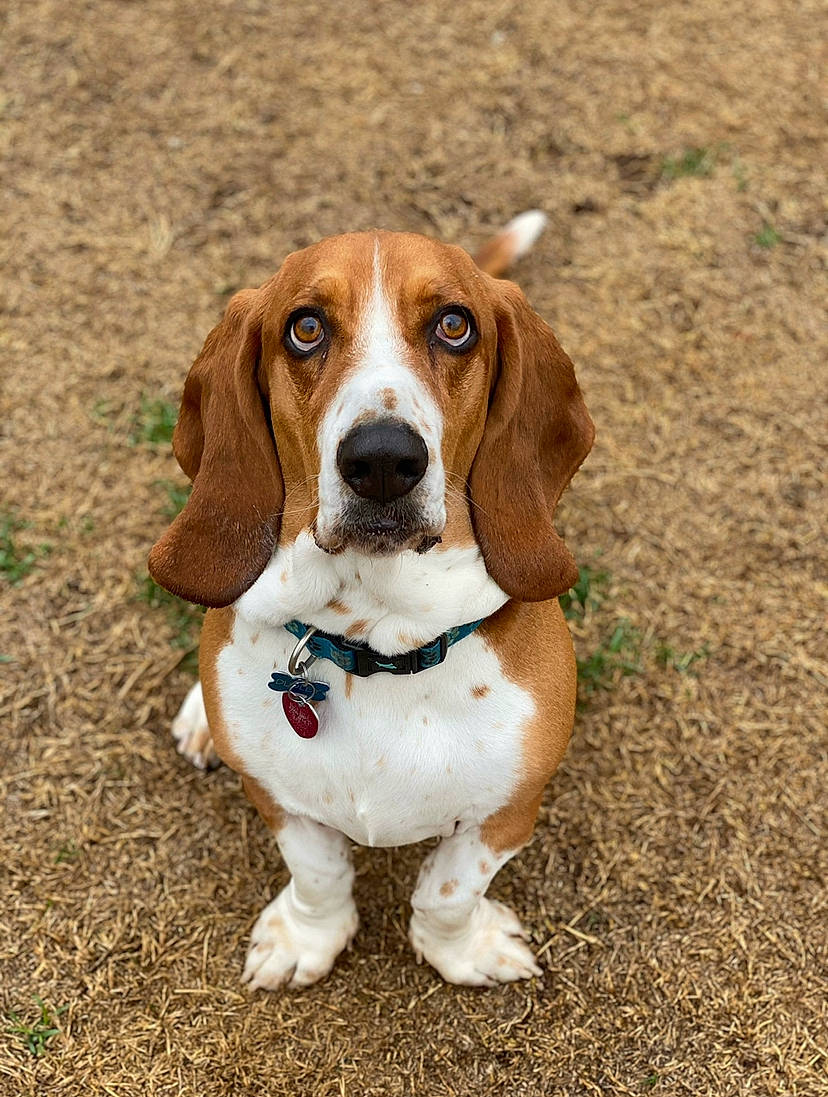 Dudley is registered to the contest to win money with this photo: beaglier, canidae, carnivore, companion_dog, dog, dog_breed, fawn, hound, hunting_dog, liver, scent_hound, snout, sporting_group, terrestrial_animal, working_animal