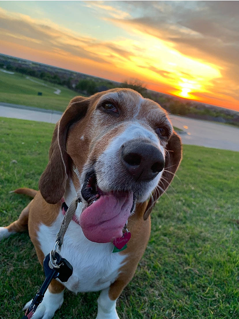 Pumpkin is registered to the contest to win money with this photo: carnivore, cloud, collar, companion_dog, dog, dog_breed, dog_collar, eyewear, fawn, grass, grassland, happy, hound, landscape, leash, plant, sky, sporting_group, water, working_dog