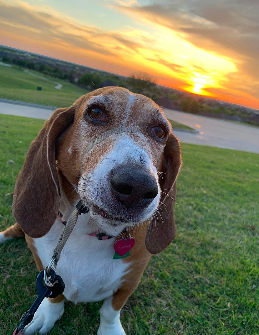 Pumpkin joined the competition — help win amazing prizes! canidae, carnivore, cloud, collar, companion_dog, dog, dog_breed, fawn, grass, grassland, hunting_dog, lake, liver, scent_hound, sky, snout, sporting_group, water, whiskers, working_animal