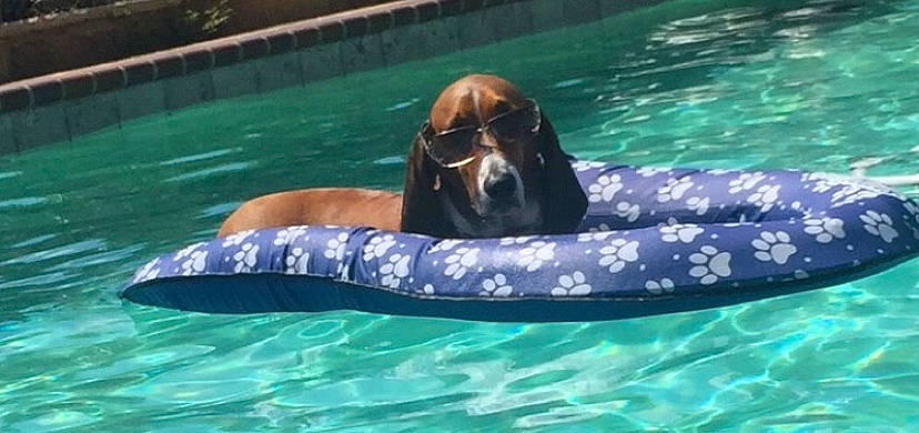 Pumpkin is registered to the contest to win money with this photo: bathing, canidae, carnivore, companion_dog, dog, dog_breed, fluid, fun, games, inflatable, leisure, liquid, liver, marine_mammal, recreation, sporting_group, swimming_pool, vacation, water, wildlife