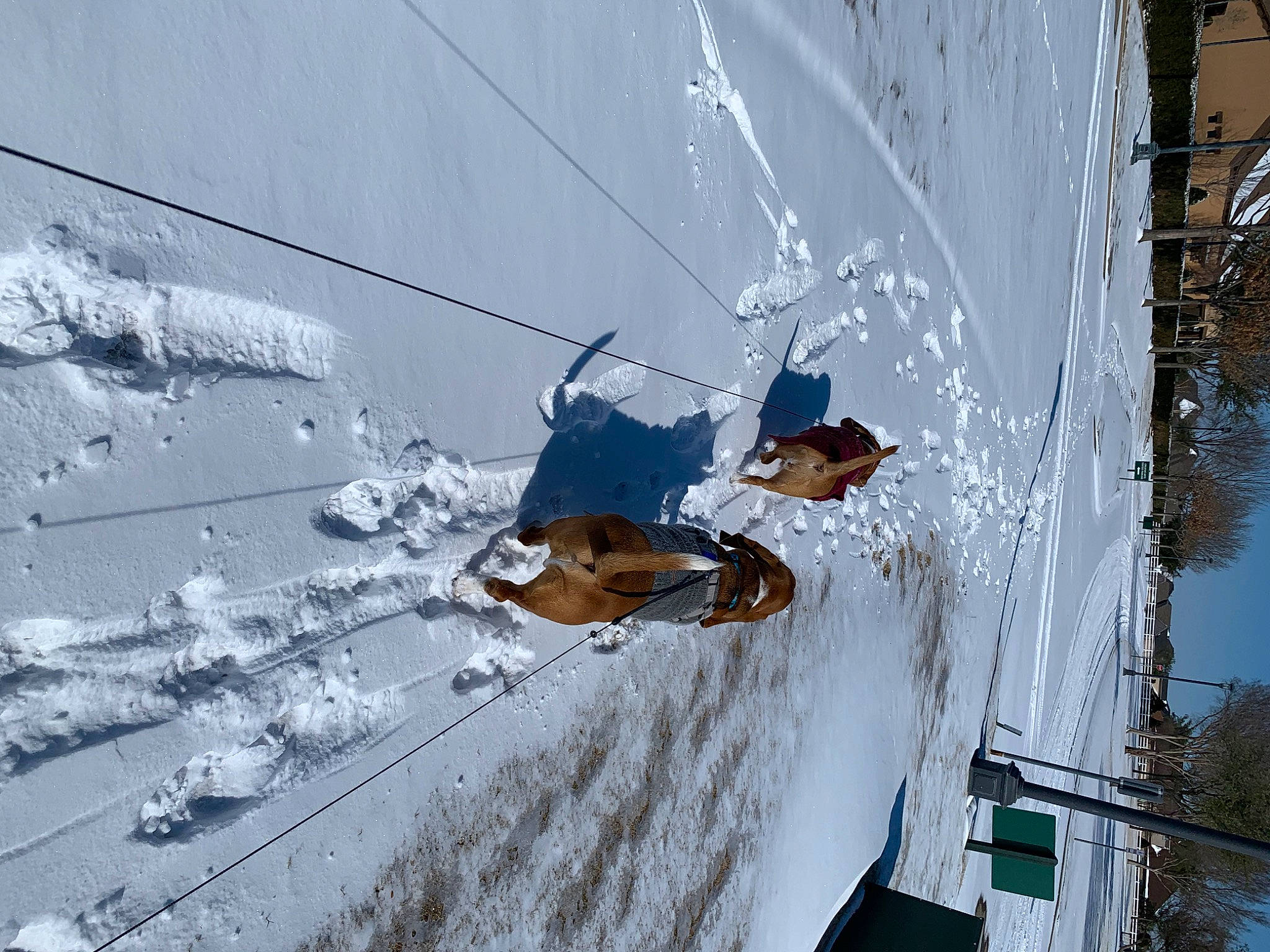 Pumpkin is registered to the contest to win money with this photo: building, electricity, event, freezing, frost, glass, house, plant, recreation, roof, slope, snow, tower, tree, twig, water, window, winter, wire, world