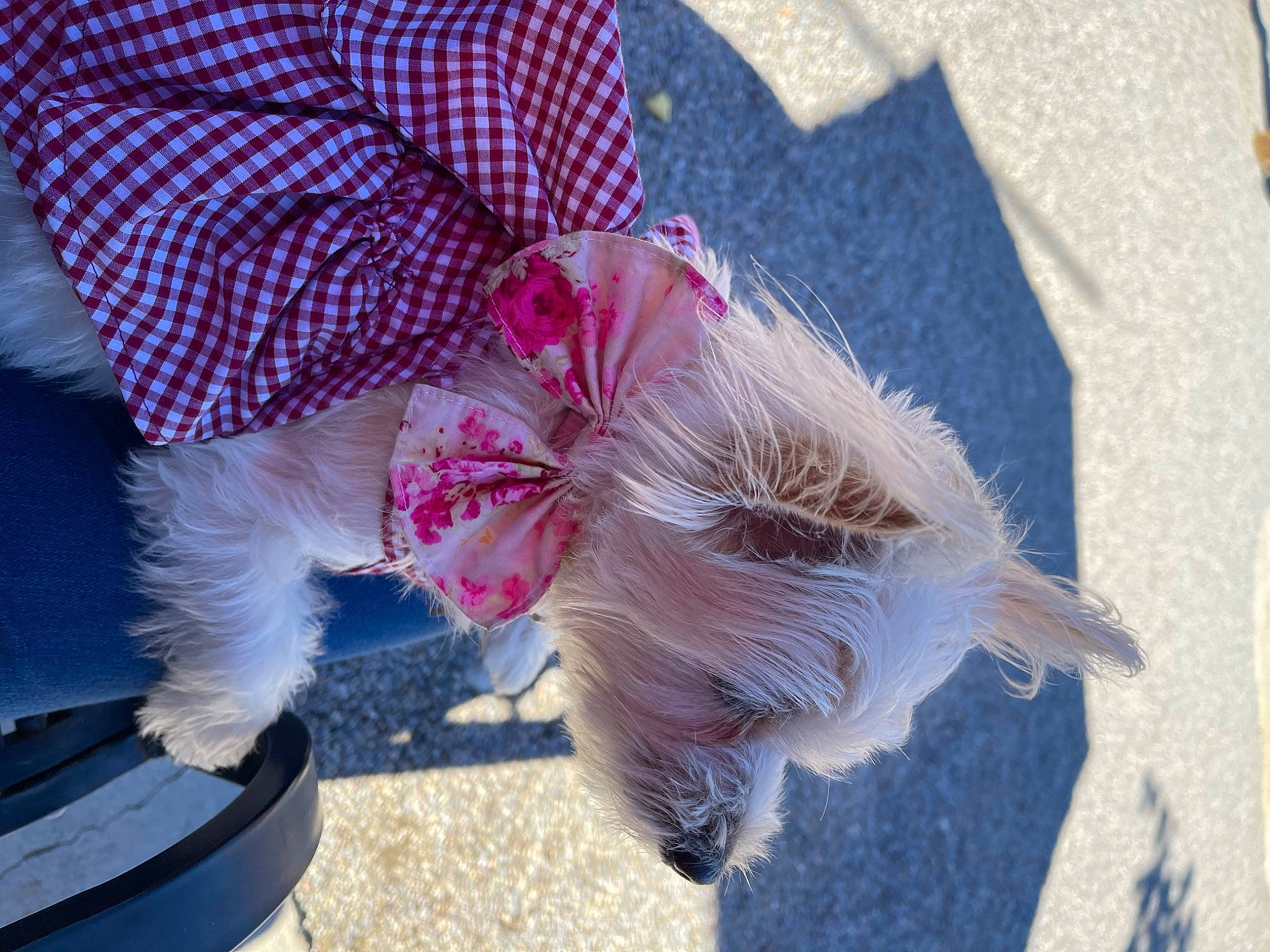 Bella joined the competition — help win amazing prizes! canidae, carnivore, companion_dog, dog, dog_breed, dog_clothes, fashion_accessory, fawn, foot, fur, grass, human_leg, pattern, pink, plant, snout, sporting_group, tail, tartan, walking