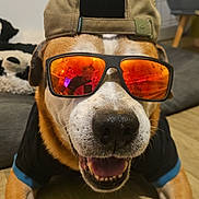 Littel participe au concours pour gagner de l'argent avec cette photo : blanket, brown_and_white, cap, close_up, clothing, couch, dog, fashion, funny, happy, hat, indoor, outdoorsy_style, pet, portrait, shirt, short_hair, sitting, smiling, sunglasses