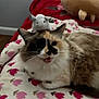 cat, calico_cat, feline, whiskers, plush_toy, stuffed_animal, blanket, floral_pattern, bed, pillow, indoor, pet, fur, meowing, closeup, portrait, cozy, relaxed, playful, bedroom