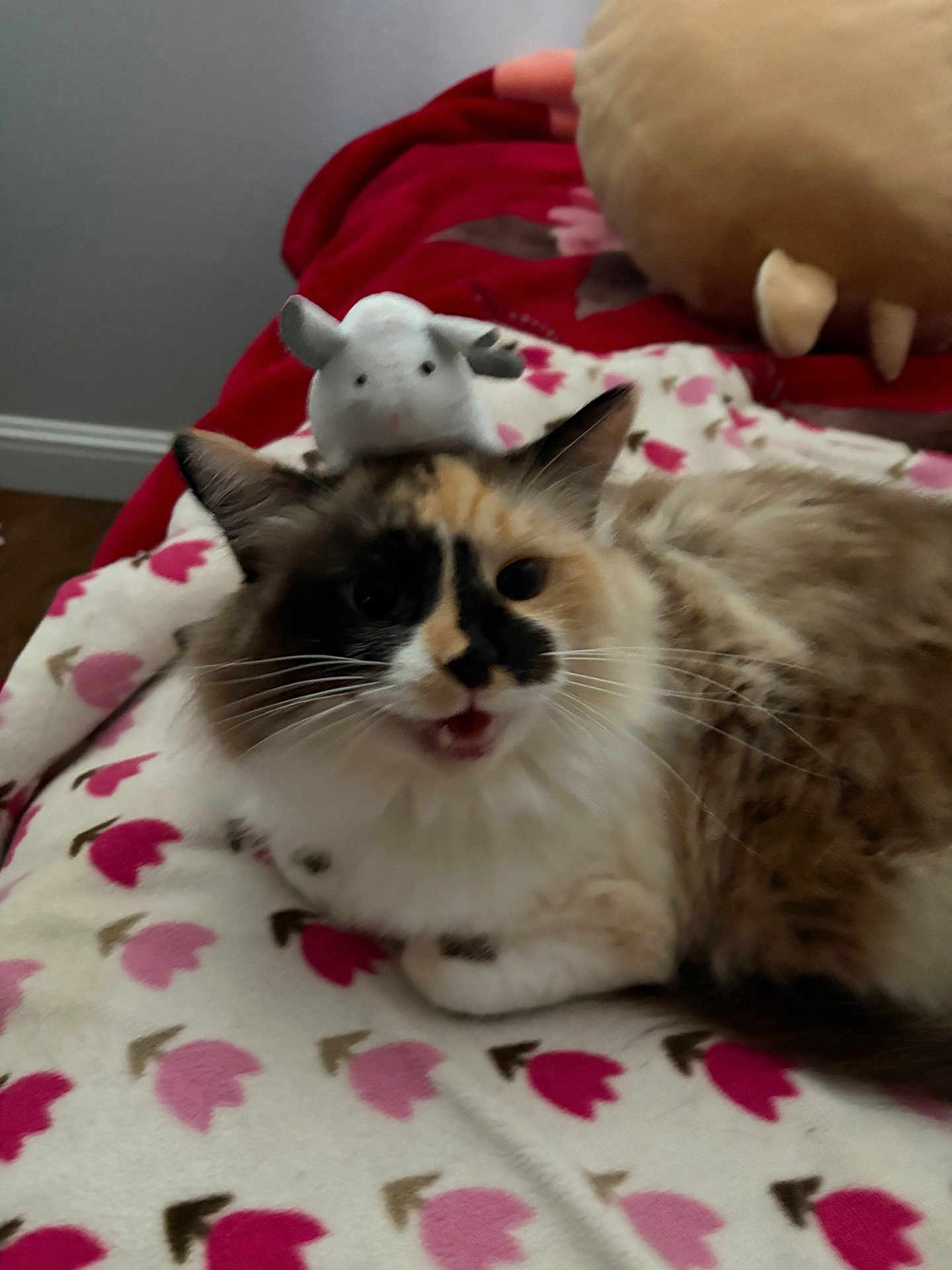 Artemis joined the competition — help win amazing prizes! cat, calico_cat, feline, whiskers, plush_toy, stuffed_animal, blanket, floral_pattern, bed, pillow, indoor, pet, fur, meowing, closeup, portrait, cozy, relaxed, playful, bedroom