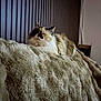 cat, calico_cat, longhair_cat, pet, feline, blanket, bed, cozy, fur, whiskers, resting, sleepy, indoor, headboard, soft_texture, portrait, domestic_animal, relaxed, home_interior, vertical_lines