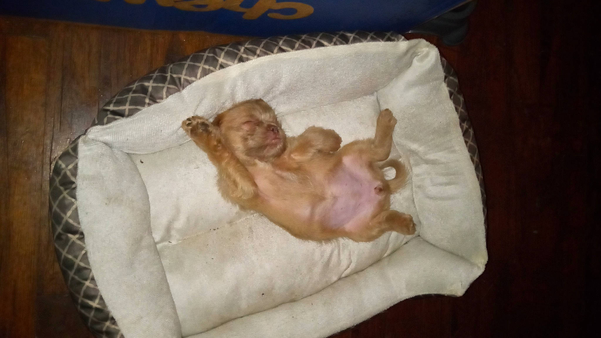 Savannah is registered to the contest to win money with this photo: bathing, bedding, bedtime, canidae, carnivore, comfort, companion_dog, dog, dog_breed, fawn, flesh, fur, linens, nap, paw, room, sleep, snout, sporting_group, tail