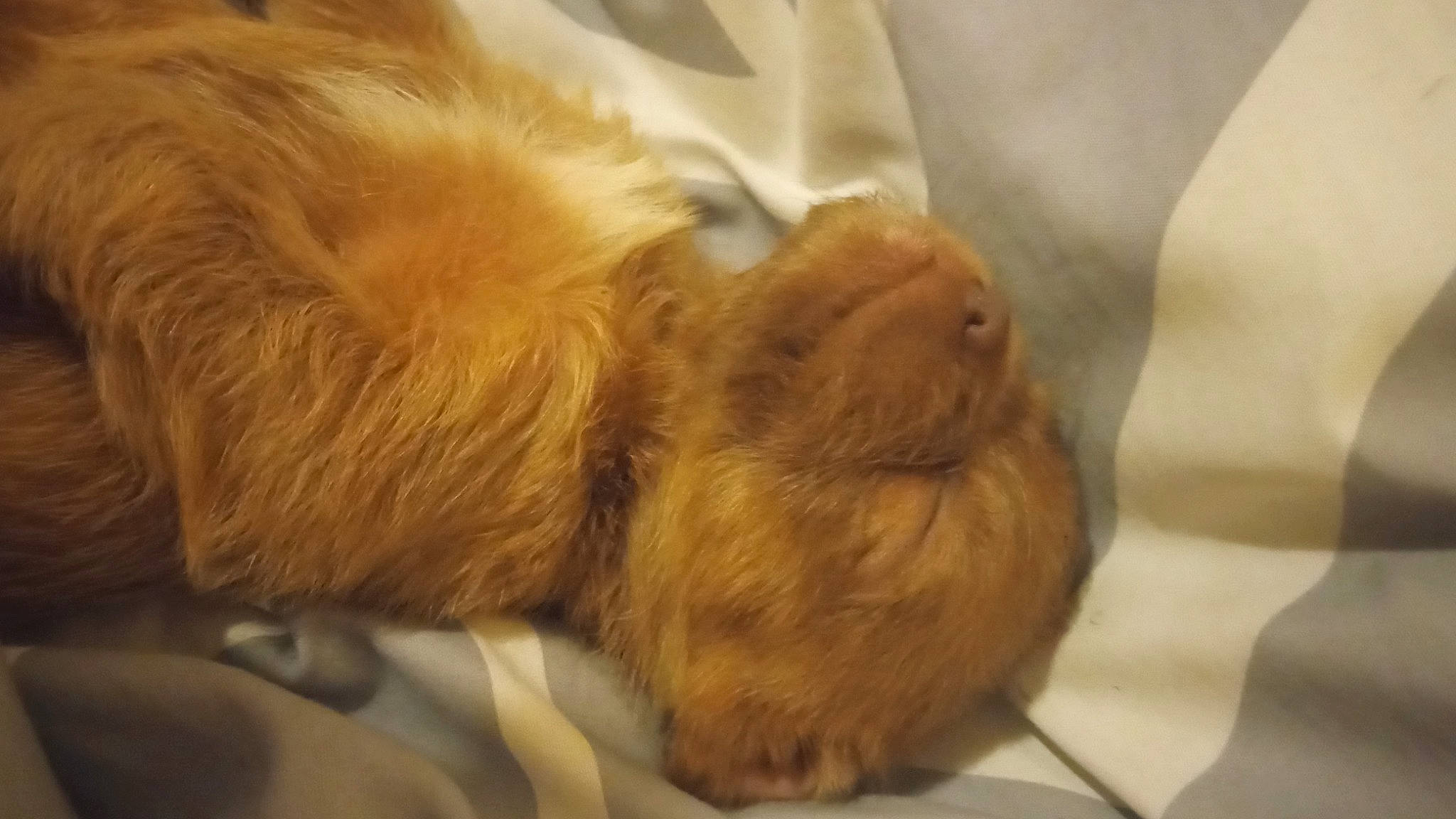 Savannah joined the competition — help win amazing prizes! canidae, carnivore, claw, comfort, companion_dog, dog_breed, felidae, fur, liver, nap, paw, small_to_medium_sized_cats, sporting_group, tail, terrestrial_animal, whiskers