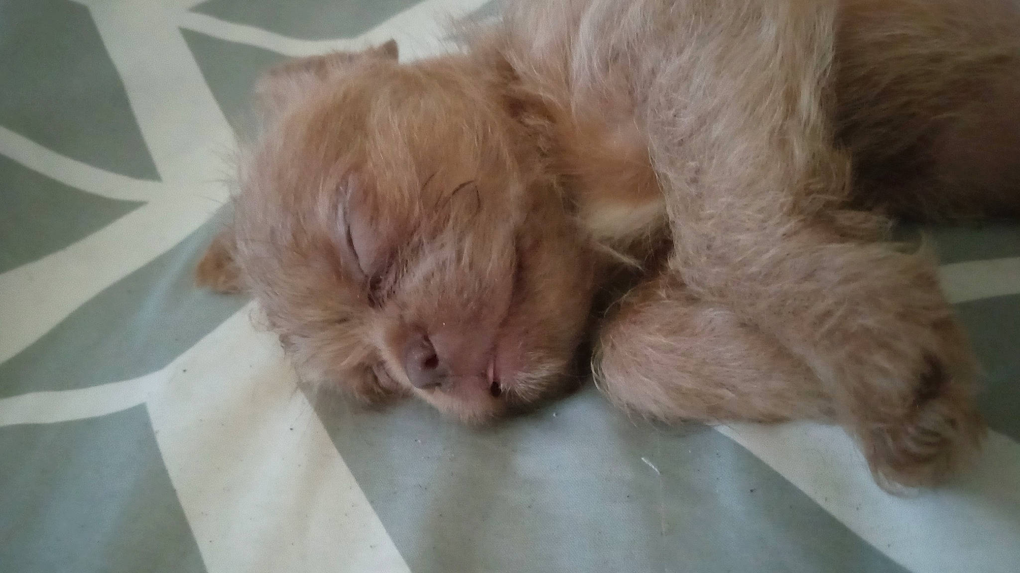 Savannah is registered to the contest to win money with this photo: canidae, carnivore, cat, claw, comfort, companion_dog, dog_breed, fawn, felidae, flooring, fur, liver, nap, small_to_medium_sized_cats, sporting_group, tail, whiskers