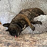 Sammy is registered to the contest to win money with this photo: animal, brindle, canine, carpet, cozy, cute, dog, domestic_animal, ears, fluffy, fur, home, indoor, paw, pet_bed, relaxed, resting, sleeping, snout, tongue_out