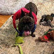 Sammy is registered to the contest to win money with this photo: dog, french_bulldog, toy, plush_toy, carpet, indoor, pet, tongue_out, playful, brown_dog, floor, home, animal, cute, pet_toy, red_toy, green_toy, dog_toy, happy, small_dog