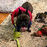 dog, french_bulldog, toy, plush_toy, carpet, indoor, pet, tongue_out, playful, brown_dog, floor, home, animal, cute, pet_toy, red_toy, green_toy, dog_toy, happy, small_dog
