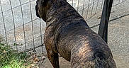 Sammy joined the competition — help win amazing prizes! alert, animal, back_view, brindle_coat, canine, concrete, daytime, dog, ears, fence, grass, guarding, nature, outdoor, pet, shadow, standing, sunlight, watching, yard