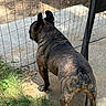 alert, animal, back_view, brindle_coat, canine, concrete, daytime, dog, ears, fence, grass, guarding, nature, outdoor, pet, shadow, standing, sunlight, watching, yard
