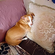 Maleah Lyn joined the competition — help win amazing prizes! dog, brown, white, couch, pillow, blanket, resting, indoor, pet, animal, fur, comfortable, relaxed, looking_back, close_up, home, decor, cozy, small_dog, canine