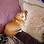 dog, brown, white, couch, pillow, blanket, resting, indoor, pet, animal, fur, comfortable, relaxed, looking_back, close_up, home, decor, cozy, small_dog, canine
