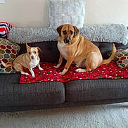 Kratos And Maleah is registered to the contest to win money with this photo: animal, blanket, brown_dog, carpet, companions, couch, cute, decor, dog, furniture, home, indoor, living_room, pet, pillow, relaxing, resting, seated, small_dog, two_animals