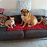 animal, blanket, brown_dog, carpet, companions, couch, cute, decor, dog, furniture, home, indoor, living_room, pet, pillow, relaxing, resting, seated, small_dog, two_animals