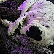 Arlee is registered to the contest to win money with this photo: dog, sleeping, blanket, couch, spotted, fur, resting, indoor, cozy, purple_light, pet, animal, relaxing, paw, closeup, texture, comfort, home, quiet, warm