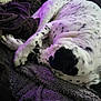 dog, sleeping, blanket, couch, spotted, fur, resting, indoor, cozy, purple_light, pet, animal, relaxing, paw, closeup, texture, comfort, home, quiet, warm