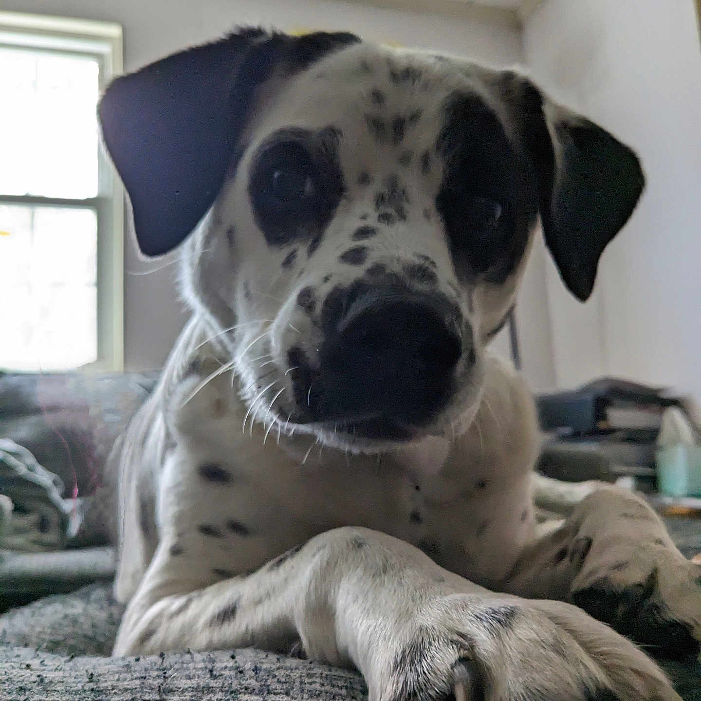 Arlee is registered to the contest to win money with this photo: animal, black_and_white, canine, close_up, dog, domestic, floor, fur, indoor, light, lying_down, nail, paw, pet, relaxed, room, shadow, spot, texture, window
