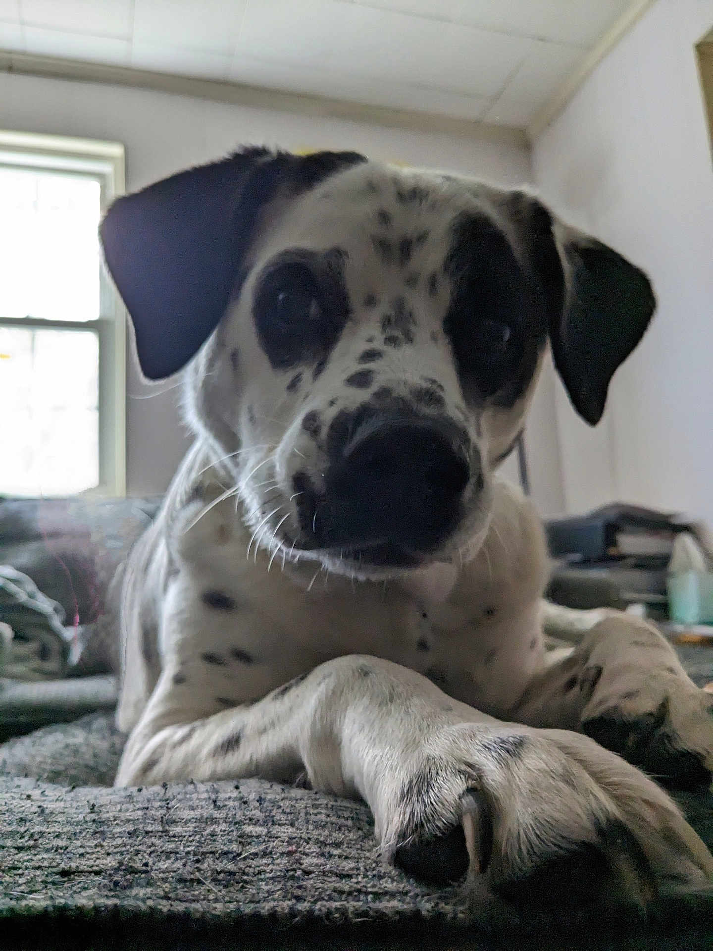 Arlee is registered to the contest to win money with this photo: dog, paw, indoor, window, spot, lying_down, close_up, pet, animal, fur, black_and_white, nail, texture, floor, domestic, canine, relaxed, light, shadow, room