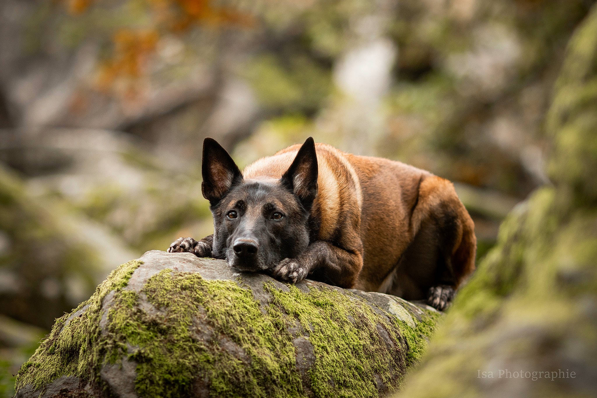 Léo a rejoint le concours — aidez-le/la à gagner de superbes lots ! adventure, canidae, carnivore, dog, dog_breed, fawn, grass, lycaon_pictus, non_sporting_group, plant, rock, snout, sporting_group, terrestrial_animal, tree, trunk, wildlife, wood, working_dog