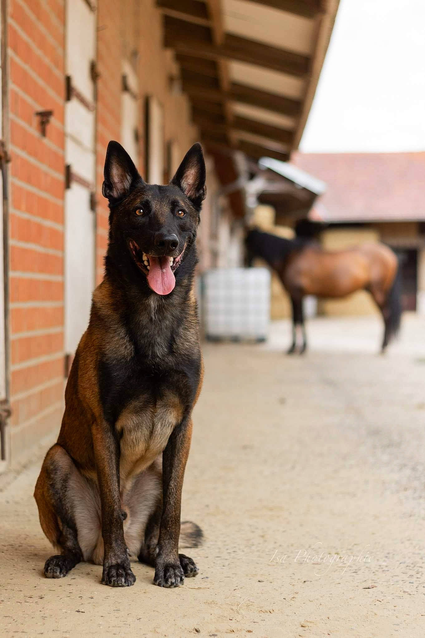 Léo participe au concours pour gagner de l'argent avec cette photo : belgian_shepherd, belgian_shepherd_malinois, canidae, carnivore, dog, dog_breed, dutch_shepherd_dog, east_european_shepherd, german_shepherd_dog, kai_ken, kunming_wolfdog, mammal, old_german_shepherd_dog, police_dog, rare_breed_dog, shiloh_shepherd_dog, tervuren, vertebrate
