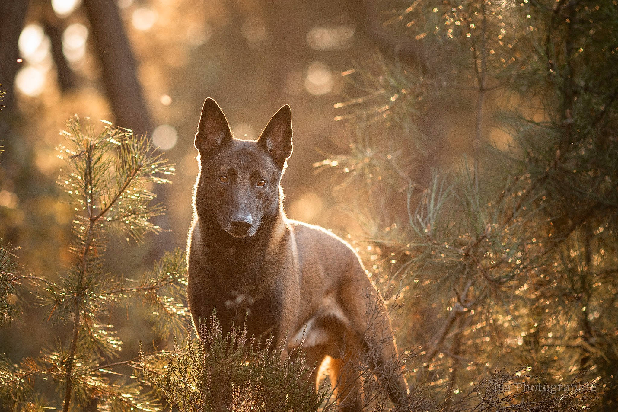 Léo a rejoint le concours — aidez-le/la à gagner de superbes lots ! atmospheric_phenomenon, canidae, carnivore, darkness, dog, dog_breed, fawn, forest, grass, plant, snout, sporting_group, terrestrial_animal, tree, trunk, twig, wildlife, wood, woodland, working_animal