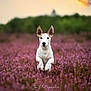Woody a rejoint le concours — aidez-le/la à gagner de superbes lots ! dog, white_dog, running, jumping, field, flowers, purple_flowers, nature, outdoor, sunset, greenery, animal, pet, energetic, happy, ears, muzzle, fur, grass, landscape