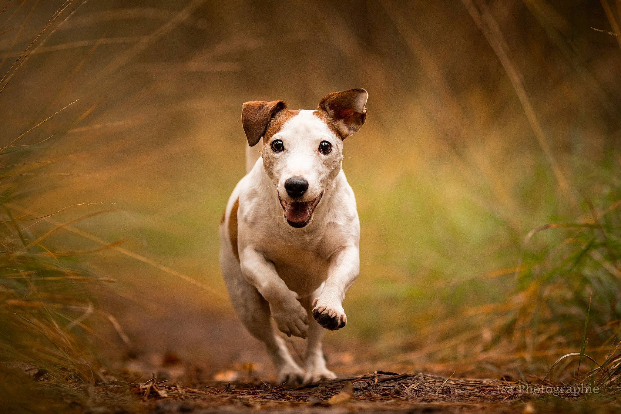 Woody a rejoint le concours — aidez-le/la à gagner de superbes lots ! canidae, carnivore, companion_dog, darkness, dog, dog_breed, flash_photography, grass, grassland, happy, landscape, plant, soil, sporting_group, street_dog, tail, terrestrial_animal, wildlife, wood, working_dog