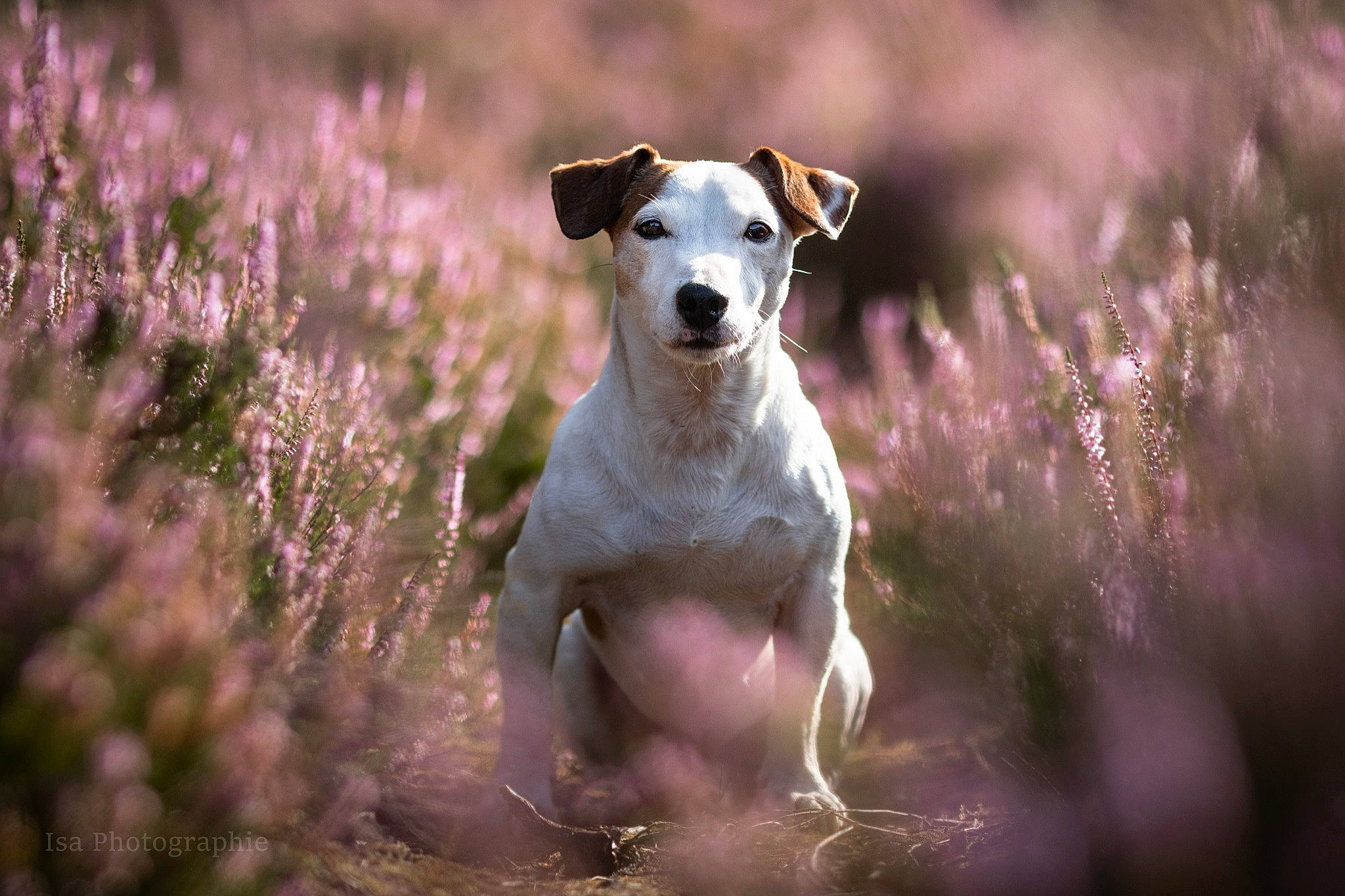 Woody participe au concours pour gagner de l'argent avec cette photo : canidae, carnivore, companion_dog, dog, dog_breed, fawn, flash_photography, grass, grass_family, grassland, landscape, plant, snout, soil, sporting_group, tail, terrestrial_animal, terrier, whiskers, wildlife