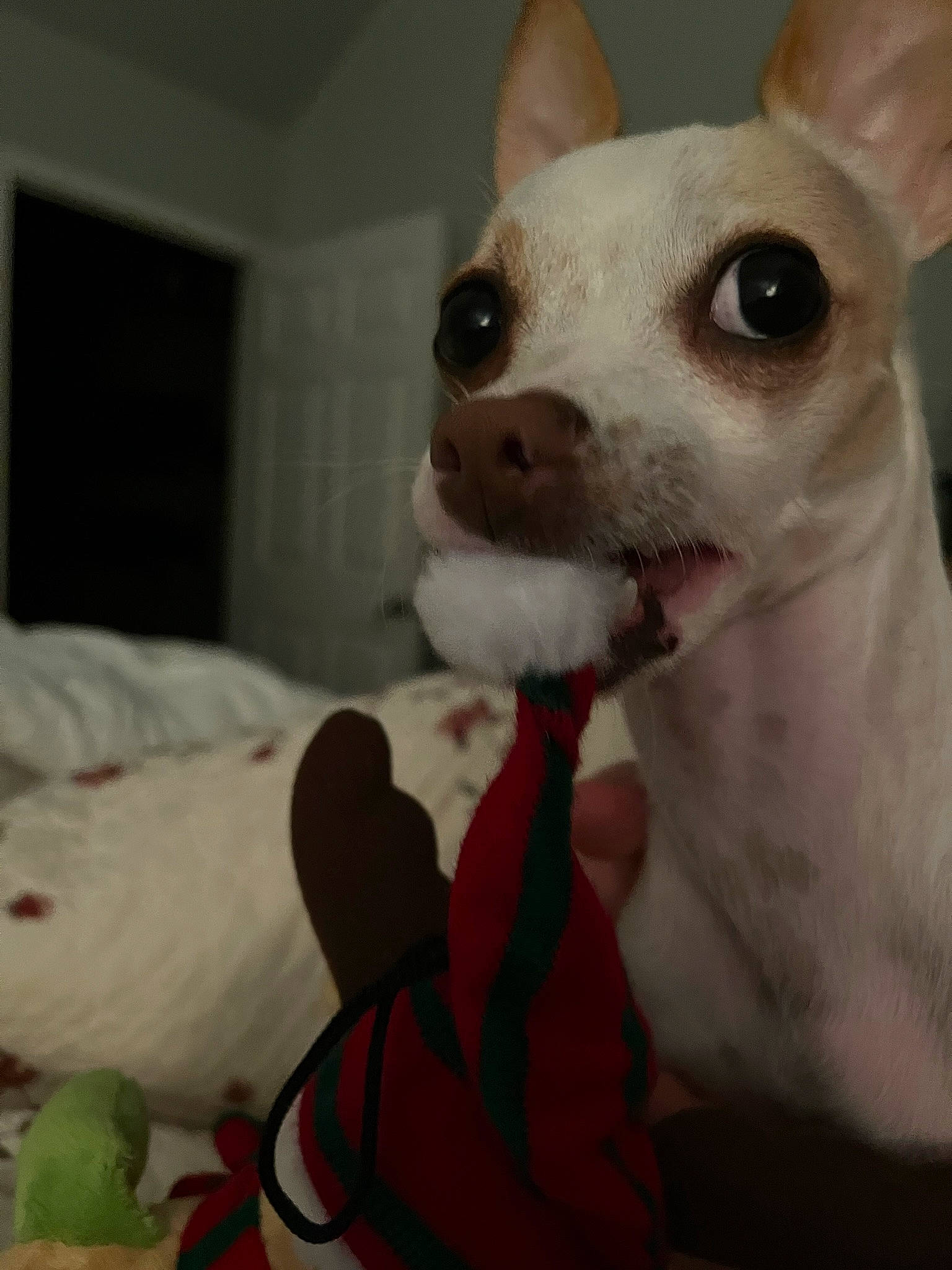 Bobo joined the competition — help win amazing prizes! canidae, carmine, carnivore, collar, comfort, companion_dog, dog, dog_breed, dog_collar, dog_supply, ear, fawn, fur, linens, pet_supply, snout, terrestrial_animal, toy_dog, whiskers, working_animal