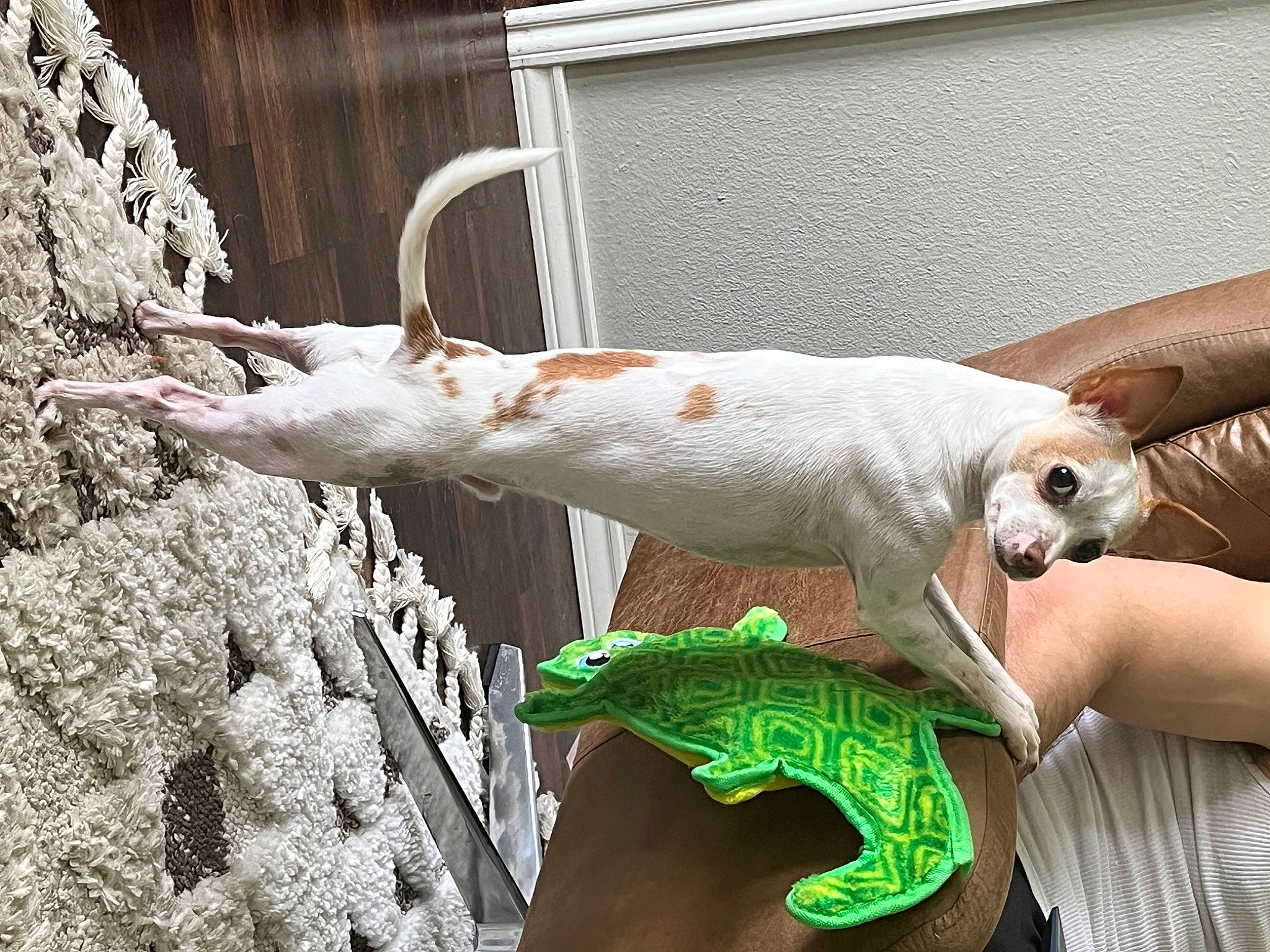 Bobo is registered to the contest to win money with this photo: claw, fawn, flesh, fur, pattern, reptile, scaled_reptile, tail, terrestrial_animal, twig, wildlife, window, wood, wrist