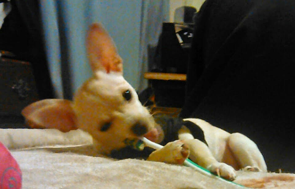 Fiona is registered to the contest to win money with this photo: bull_terrier, bull_terrier_miniature, canidae, carnivore, dog, dog_breed, ear, fawn, ibizan_hound, mammal, non_sporting_group, portuguese_podengo, puppy