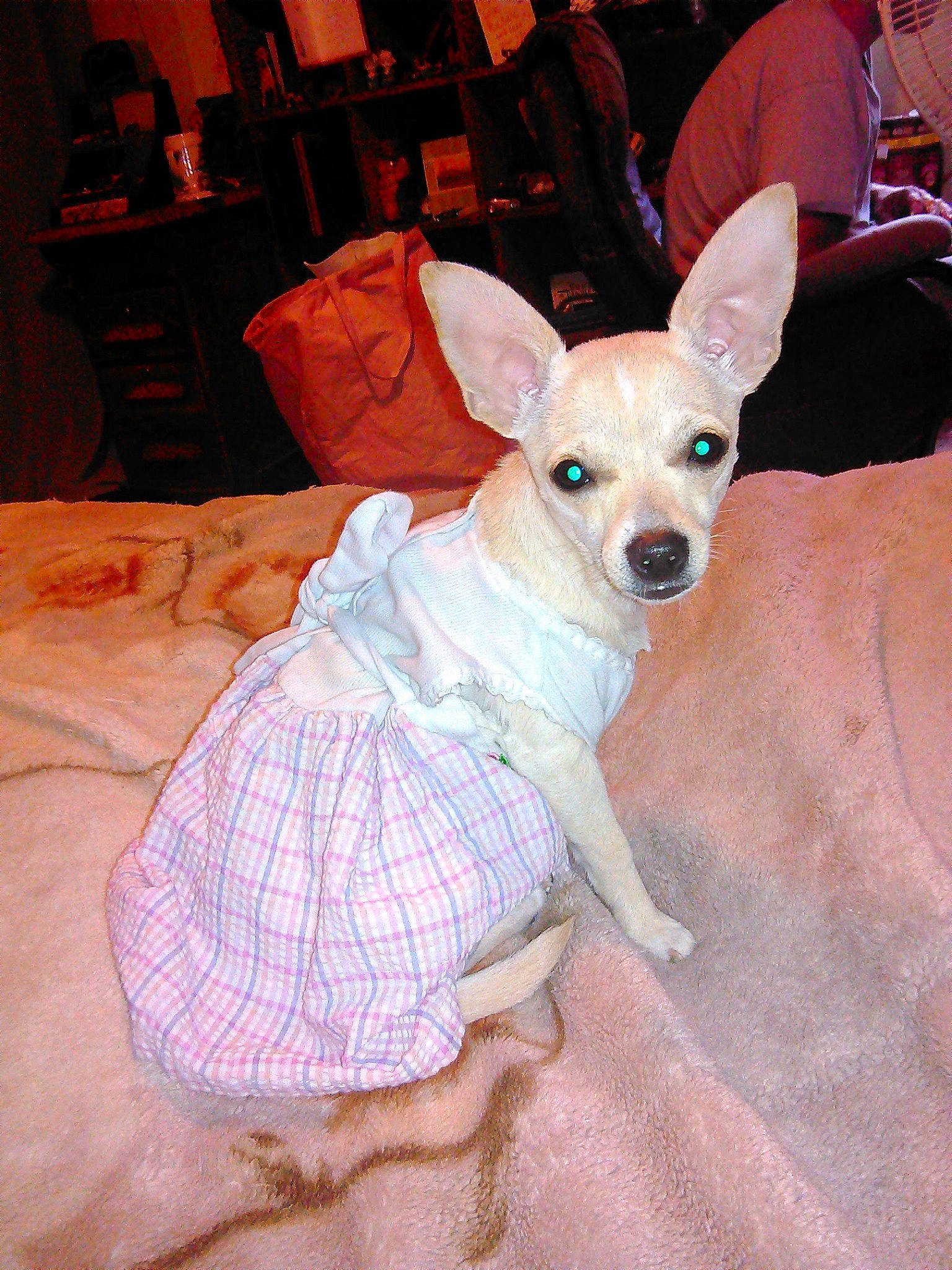 Fiona joined the competition — help win amazing prizes! canidae, carnivore, chihuahua, companion_dog, dog, dog_breed, dog_clothes, dress, ear, fawn, mammal, puppy, snout, toy_dog, vertebrate