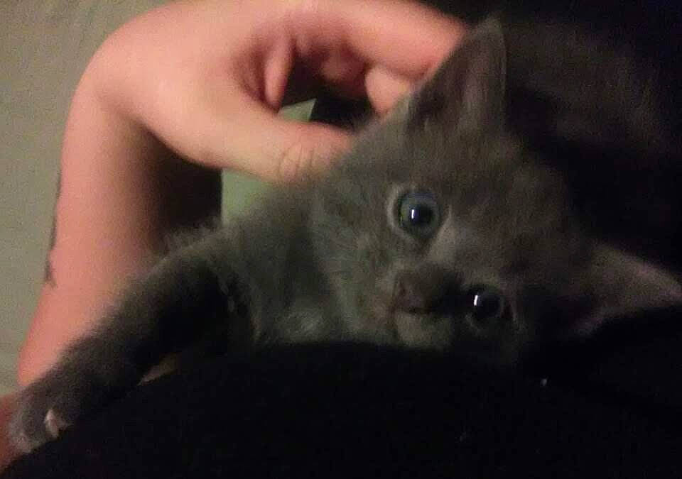 Fluffers is registered to the contest to win money with this photo: british_shorthair, burmese, carnivore, cat, chartreux, domestic_short_haired_cat, felidae, kitten, korat, mammal, nebelung, russian_blue, small_to_medium_sized_cats, snout, vertebrate, whiskers