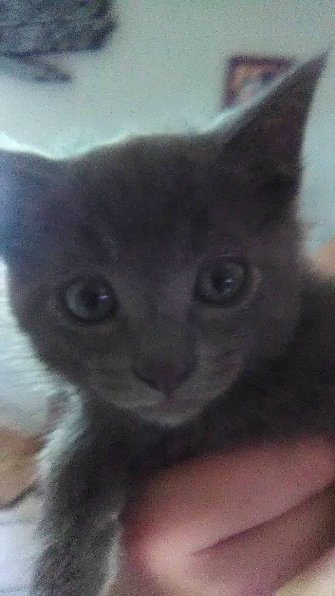 Fluffers is registered to the contest to win money with this photo: asian, black_cat, burmese, carnivore, cat, devon_rex, domestic_short_haired_cat, felidae, german_rex, kitten, korat, mammal, polydactyl_cat, russian_blue, small_to_medium_sized_cats, snout, vertebrate, whiskers