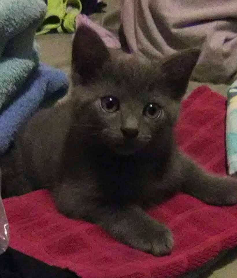 Fluffers is registered to the contest to win money with this photo: asian, black_cat, british_shorthair, burmese, carnivore, cat, chartreux, domestic_short_haired_cat, felidae, german_rex, havana_brown, kitten, korat, mammal, nebelung, polydactyl_cat, russian_blue, small_to_medium_sized_cats, vertebrate, whiskers