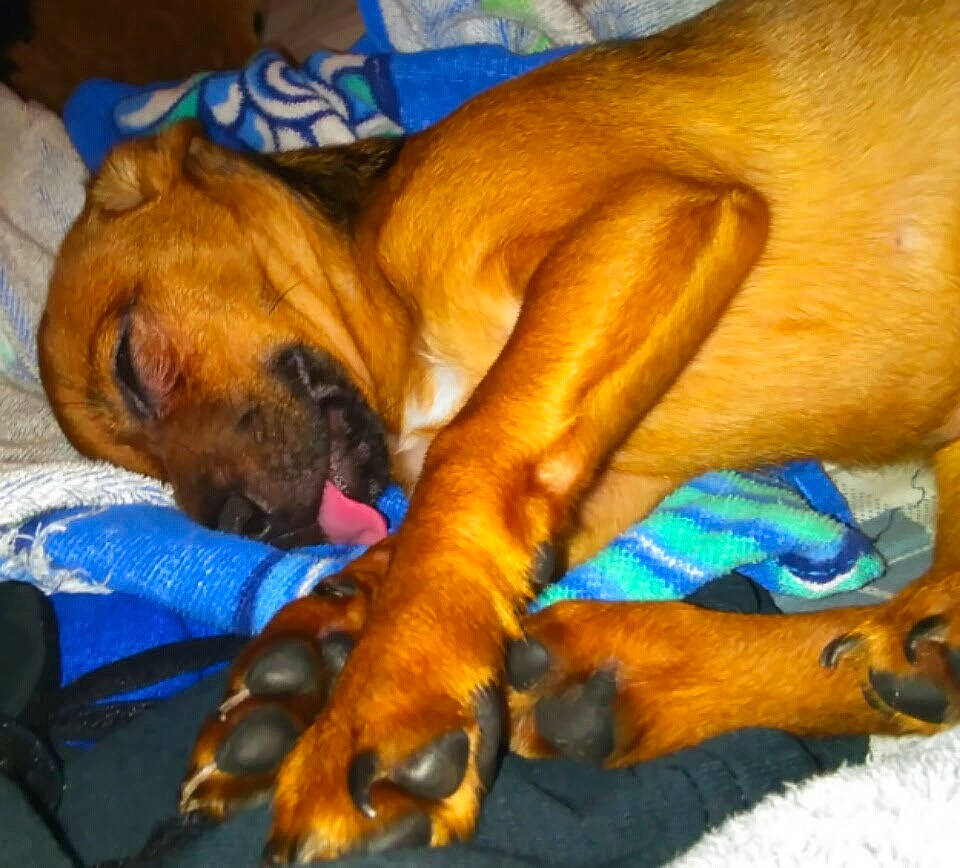 Puppy joined the competition — help win amazing prizes! bavarian_mountain_hound, black_mouth_cur, boerboel, boxer, bullmastiff, canidae, carnivore, dog, dog_breed, fawn, korean_mastiff, mammal, rhodesian_ridgeback, snout, tosa, vertebrate