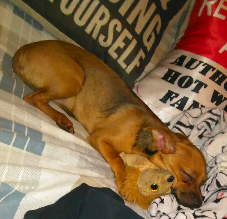 Puppy joined the competition — help win amazing prizes! canidae, carnivore, companion_dog, dog, dog_breed, fawn, mammal, nap, snout