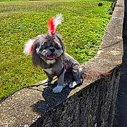 Casey is registered to the contest to win money with this photo: dog, outdoor, grass, concrete, feather, pet, sunny, happy, small_dog, leash, sidewalk, tree, house, car, shadow, sky, greenery, daylight, fur, tongue