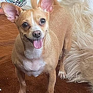 Pluto joined the competition — help win amazing prizes! animal, brown_rug, canine, cute, dog, domestic_animal, ears, floor, fur, happy, indoor, looking_at_camera, pet, rug, small_dog, smiling, standing, tan_dog, tongue_out, white_rug