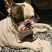 Unyx a rejoint le concours — aidez-le/la à gagner de superbes lots ! dog, french_bulldog, glasses, pet, animal, white, black_spots, blanket, indoor, closeup, cute, face, ears, paw, resting, looking, portrait, cozy, companion, mammal