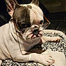 dog, french_bulldog, glasses, pet, animal, white, black_spots, blanket, indoor, closeup, cute, face, ears, paw, resting, looking, portrait, cozy, companion, mammal