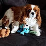 animal, brown_and_white, canine, cavalier_king_charles_spaniel, companion, couch, cute, dog, domestic, fluffy, fur, indoor, looking, pet, plush_toy, portrait, relaxed, resting, soft, toy